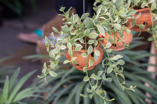 Dischidia Bilder Durchsuchen 447 Archivfotos, und