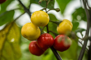 都会の人はあまり見たことがない黄色いトマトと赤いトマト