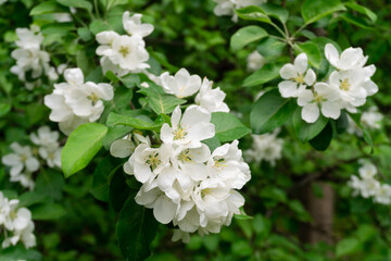 blooming Apple tree in the garden close up