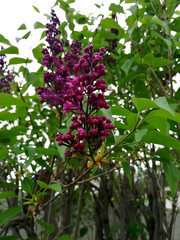 Lilac Flowers on a Tree