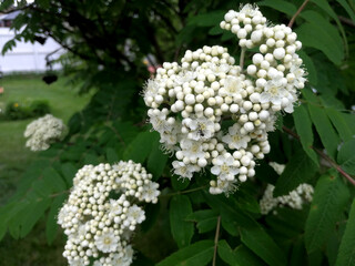 Mountain Ash Blossoms