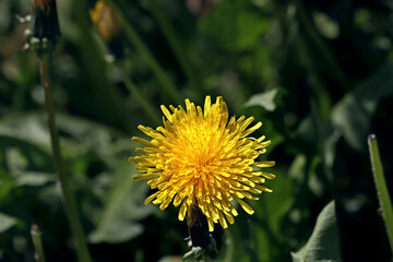 yellow dandelion flower