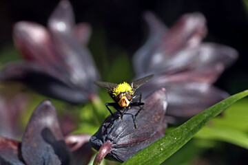 dragonfly on a flower