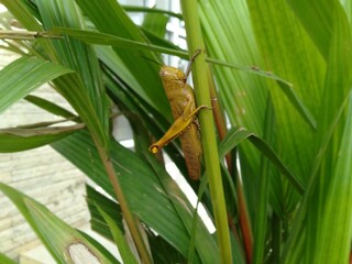 grasshopper on green grass close-up
