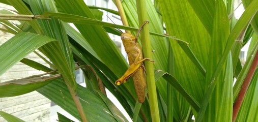 grasshopper on green grass close-up