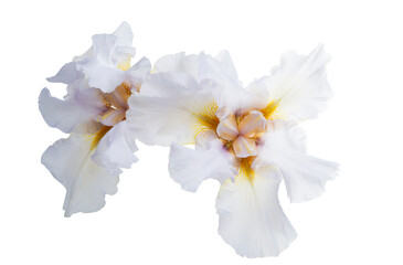 large iris flower isolated