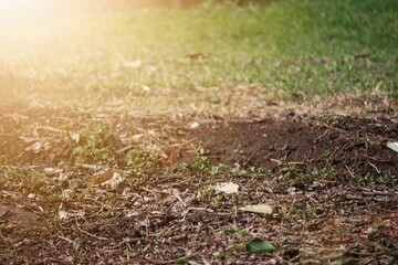 grass in the morning