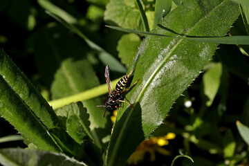 butterfly on leaf