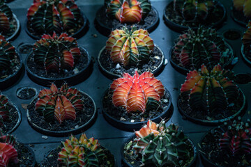 Beautiful Colorful Gymnocalycium cactus on pot in the garden.Selective focus Variegated Gymnocalycium mihanovichii.