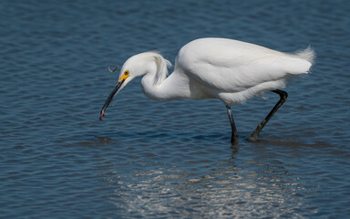 A snowy egret uses its bright yellow feet to attract the worms and hunt for them in Don Edwards San Francisco Bay National Wildlife Refuge. 