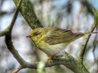 Little bird Willow warbler sits on a branch on a sunny day in early spring.