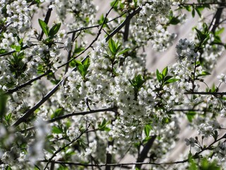 Blooming branches of cherry in spring.