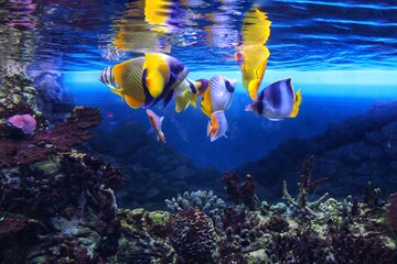 Beautiful tropical marine fish swim in a huge coral aquarium ahead of feeding.