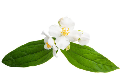 jasmine flower with leaf isolated