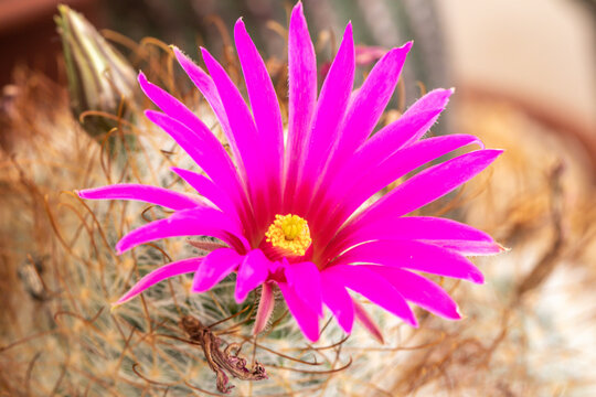 Close up Mammillaria Beneckei cactus on black pot.Beautiful pink cactus flower.