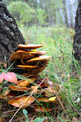 Closeup of a mushroom family on a birch tree in a forest. Portrait view - obrazy, fototapety, plakaty