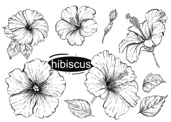 Detailed hand drawn black and white illustration set of flowers hibiscus, leaf. sketch. Vector. © alexandrakuz