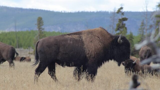 Buffalos, big buffalo, buffalos on the field,  grassland near the forest,  forest and mountains