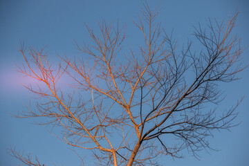 Fototapeta na wymiar Dry branches isolated against a clear blue winter sky image for background use in horizontal format