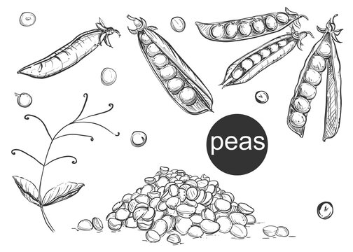 Detailed hand painted black and white vector illustration set of pea pods and peas. sketch.