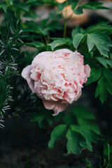 Blooming pink peony flower among saturated greens
