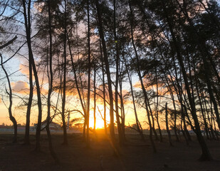 Beautiful sunset with mosque and tree background