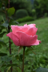 pink rose in garden