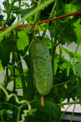 Vegetable cucumber grown in the garden. Eco-friendly product and crop