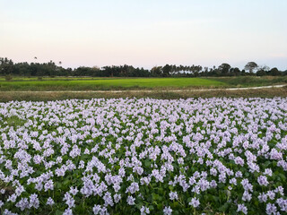 Beautiful white waterlily or lotus flower in pond.