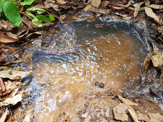 Water source in the longan garden