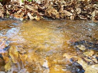 Water source in the longan garden