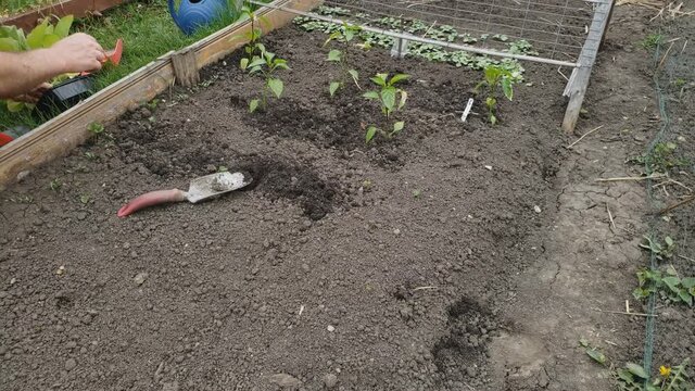 Home gardening - Time lapse of eggplants being planted in back yard garden next to hot peppers.