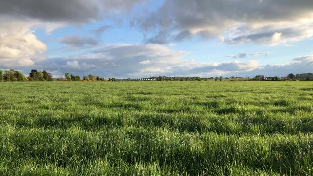 Grassy Field in Ireland