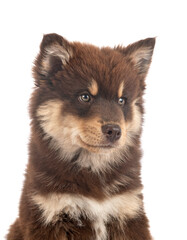  puppy Finnish Lapphund in studio