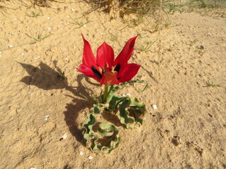 wild red tulip at desert of Israel