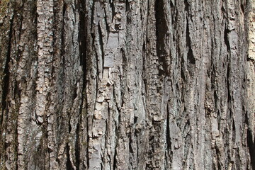 bark texture tree texture background wallpaper
