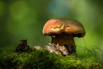 mushrooms in the forest