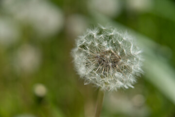 White dandelion with seeds is in a meadow in spring on a Sunny day