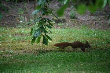 Eichhörnchen auf der Flucht - Sciurus