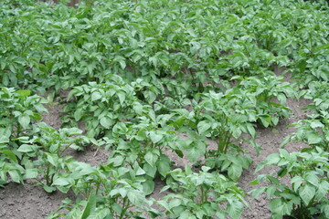 Kartoffelacker - Kartoffeln - Kartoffelpflanzen -  Solanum tuberosum