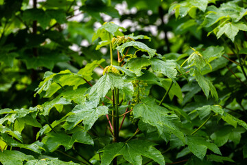 Wet green leaves in spring