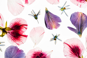 flowers on the white background