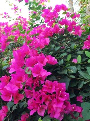Pink flowers along the walkway
