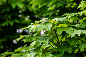Wet green leaves in spring