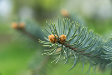 Naklejka na ściany i meble Spruce branch with needles and cones in spring on a Sunny day