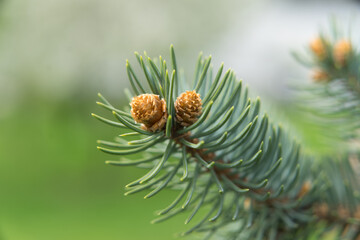 Spruce branch with needles and cones in spring on a Sunny day