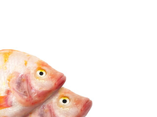 Red tilapia fish that placed on left with copy space, Isolated on white background, Frozen fresh food in supermarket.