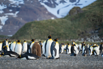 Colony of king penguins at "Salisbury Plain" on South Georgia. Brown and fluffy juveniles in between.