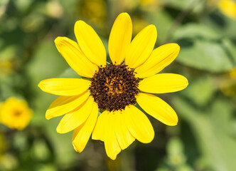 Beautiful Zinnia flower in the garden