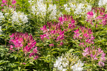 Obraz premium Blooming of beautiful spider flower in the gaeden